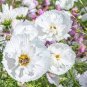 30 PCS Seeds Cupcakes Mix Cosmos Seeds Hardy Plant Flower