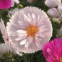 30 PCS Seeds Cupcakes Mix Cosmos Seeds Hardy Plant Flower