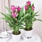 100 PCS Seeds Curcuma Alismatifolia Bonsai Herb Plant