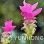100 PCS Seeds Curcuma Alismatifolia Bonsai Herb Plant