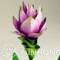 100 PCS Seeds Curcuma Alismatifolia Bonsai Herb Plant
