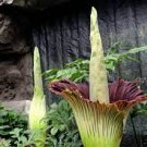 100 PCS Seeds Cut Corpse Bonsai Flower Garden Perennial Potted Plants
