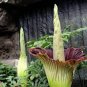 100 PCS Seeds Cut Corpse Bonsai Flower Garden Perennial Potted Plants