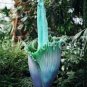 100 PCS Seeds Cut Corpse Bonsai Flower Garden Perennial Potted Plants