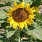 15 PCS Seeds Cut Flower Sunflower Seeds Helianthus Annuus