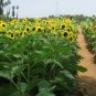 15 PCS Seeds Cut Flower Sunflower Seeds Helianthus Annuus