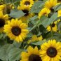 15 PCS Seeds Cut Flower Sunflower Seeds Helianthus Annuus