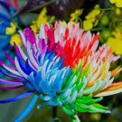 100 PCS Seeds Cute Rainbow Chrysanthemum Livingstone China Aster 100 PCS Seeds Cute Rainbow Chrysanthemum Livingstone China Aster
