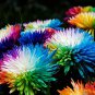 100 PCS Seeds Cute Rainbow Chrysanthemum Livingstone China Aster
