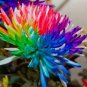 100 PCS Seeds Cute Rainbow Chrysanthemum Livingstone China Aster