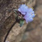 2 PCS Seeds Cyanotis arachnoidea C.B.Clarke 2 PCS Seeds Cyanotis arachnoidea C.B.Clarke