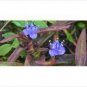 2 PCS Seeds Cyanotis arachnoidea C.B.Clarke