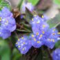 2 PCS Seeds Cyanotis arachnoidea C.B.Clarke