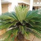 10 PCS Seeds Cycas Tree 10 PCS Seeds Cycas Tree