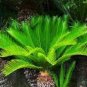 10 PCS Seeds Cycas Tree