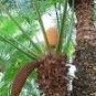 10 PCS Seeds Cycas Tree