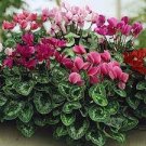 100 PCS Seeds Cyclamen Flower,Beautiful Seed Flower Flores for Home 100 PCS Seeds Cyclamen Flower,Beautiful Seed Flower Flores for Home
