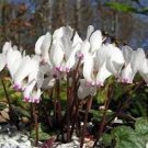 6 PCS Seeds Cyclamen Hederifolium White Flower 6 PCS Seeds Cyclamen Hederifolium White Flower
