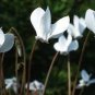 6 PCS Seeds Cyclamen Hederifolium White Flower
