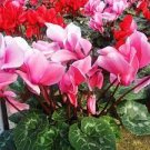 5 PCS Seeds Cyclamen Mixed 4 Colors Pink Light Pink Purple Bi-color Big Blooms Perennial Flowers 5 PCS Seeds Cyclamen Mixed 4 Colors Pink Light Pink Purple Bi-color Big Blooms Perennial Flowers