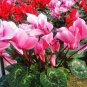 5 PCS Seeds Cyclamen Mixed 4 Colors Pink Light Pink Purple Bi-color Big Blooms Perennial Flowers