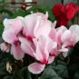 5 PCS Seeds Cyclamen Mixed 4 Colors Pink Light Pink Purple Bi-color Big Blooms Perennial Flowers