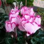 5 PCS Seeds Cyclamen Mixed 4 Colors Pink Light Pink Purple Bi-color Big Blooms Perennial Flowers