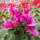 10 PCS Seeds Cyclamen Perennial Hardy Flowers 10 PCS Seeds Cyclamen Perennial Hardy Flowers