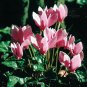 10 PCS Seeds Cyclamen Perennial Hardy Flowers