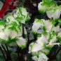 10 PCS Seeds Cyclamen Perennial Hardy Flowers