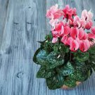5 PCS Seeds Cyclamen Purplish Red Light Purple Rose Red Rose Purple Mixed 4 Types
