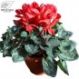 5 PCS Seeds Cyclamen Purplish Red Light Purple Rose Red Rose Purple Mixed 4 Types