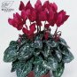 5 PCS Seeds Cyclamen Purplish Red Light Purple Rose Red Rose Purple Mixed 4 Types