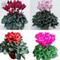 5 PCS Seeds Cyclamen Purplish Red Light Purple Rose Red Rose Purple Mixed 4 Types