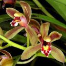 100 PCS Seeds Cymbidium Floribundum Orchid