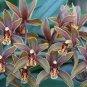 100 PCS Seeds Cymbidium Floribundum Orchid