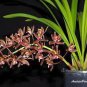 100 PCS Seeds Cymbidium Floribundum Orchid