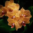100 PCS Seeds Cymbidium Floribundum Orchid 100 PCS Seeds Cymbidium Floribundum Orchid