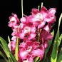 100 PCS Seeds Cymbidium Floribundum Orchid