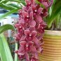 100 PCS Seeds Cymbidium Floribundum Orchid