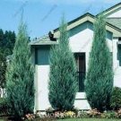 50 PCS Seeds Cypress Trees Bonsai Perennial Courtyard Conifer Bonsais Plantas 50 PCS Seeds Cypress Trees Bonsai Perennial Courtyard Conifer Bonsais Plantas