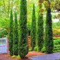 50 PCS Seeds Cypress Trees Bonsai Perennial Courtyard Conifer Bonsais Plantas
