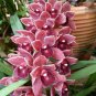 100 PCS Seeds Cymbidium Floribundum Orchid