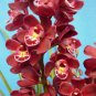100 PCS Seeds Cymbidium Floribundum Orchid