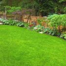 500 PCS Seeds Cynodon Dactylon Grass Semente