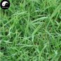 500 PCS Seeds Cynodon Dactylon Grass Semente
