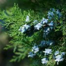 50 PCS Seeds Cypress Trees Platycladus Orientalis Oriental Arborvitae Plants