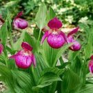 100 PCS Seeds Cypripedium Macranthos Fairy Slipper Orchid 100 PCS Seeds Cypripedium Macranthos Fairy Slipper Orchid
