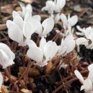 6 PCS Seeds Cyprus Cyclamen Hederifolium 6 PCS Seeds Cyprus Cyclamen Hederifolium