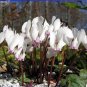 6 PCS Seeds Cyprus Cyclamen Hederifolium